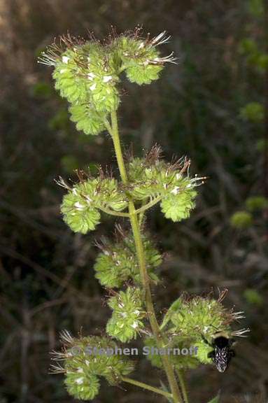 phacelia imbricata ssp imbricata 4 graphic